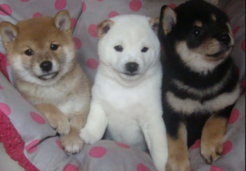 SHIBA INU PUPPIES ARE LOOKING FOR A NEW 