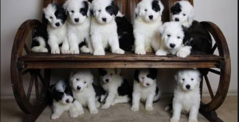OLD  ENGLISH SHEEPDOG ARE LOOKING FOR A 