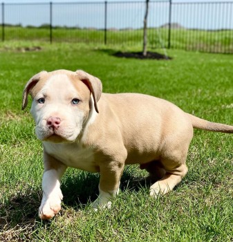 Excellent PITBULL Puppies Available now