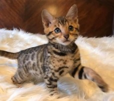 Amazing Bengal Kittens For New Homes