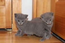 Russian Blue Kittens for sale