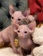 Amazing sphynx kittens for sale