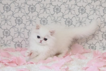 Adorable Persian Kittens For Sale