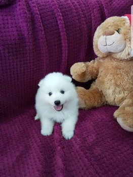 JAPANESE SPITZ PUPPIES FOR SALE 