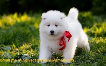 Beautifull Samoyed Dogs For Sale