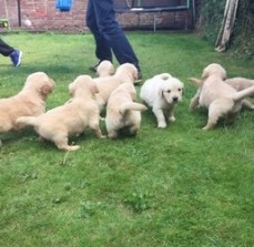 Chunky Golden retriever puppies