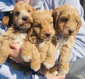 Adorable cockerpoos puppies