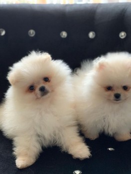 Cute Pomeranain puppies for Sale