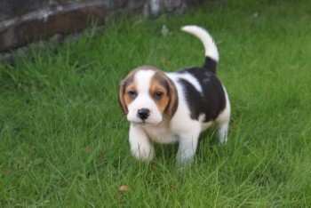    Beagle male and Female Puppies