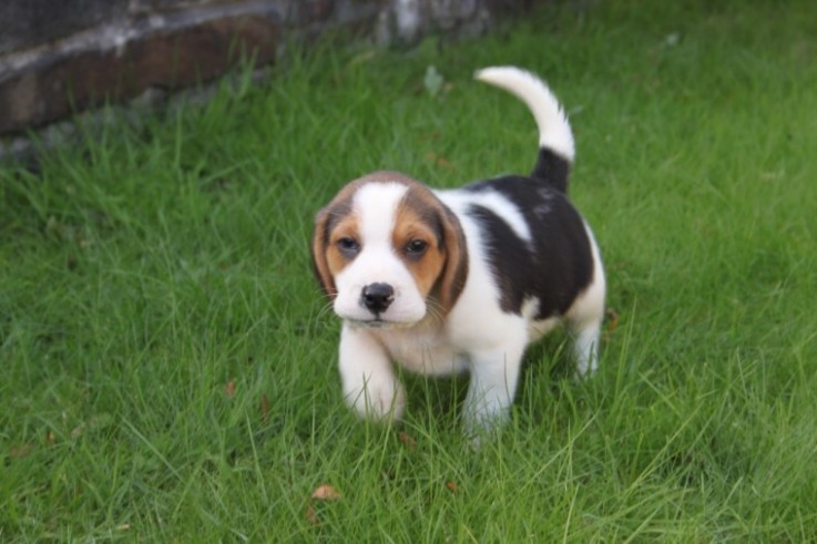    Beagle male and Female Puppies
