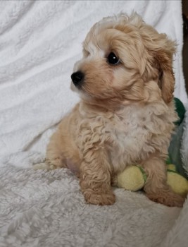 Awesome Maltipoo puppies all ready