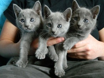 radiant russian blue kittens for adoptio