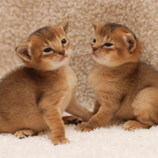 abyssinian kittens for rehoming