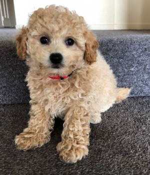 toy poodle Puppies