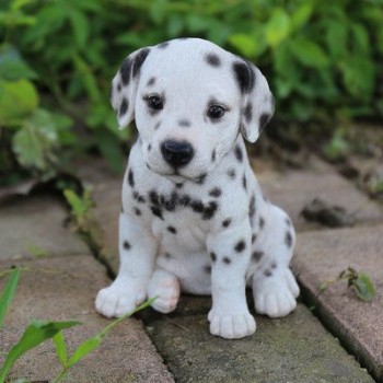 Dalmatians Puppies
