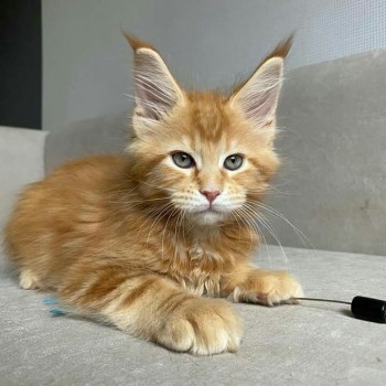 4 Charming Male and female Maine Coon k