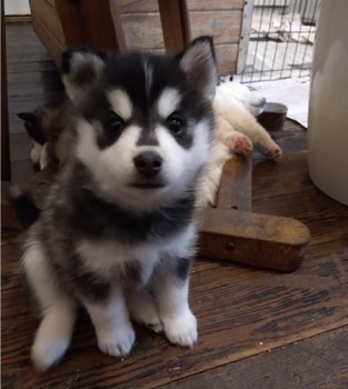 Pomsky Puppies 1 male. 1 female 