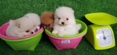Pomeranian Puppies 