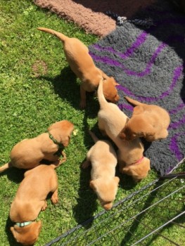 Labrador Retriever puppies 
