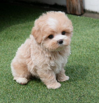 Maltipoo puppies available 