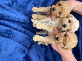 Poodle puppies 