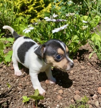 Lovely Jack Russell Terrier Puppy for Sa