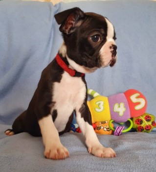 Very healthy and cute Boston Terrier pup