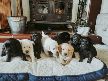 Labrador Retriever puppies 