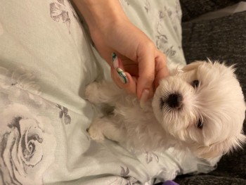  Two Top Class Maltese Puppies Available