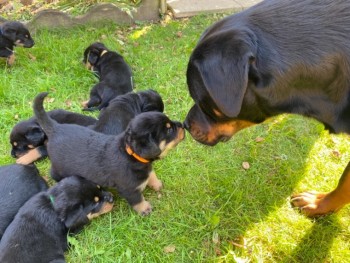  Absolutely Healthy Rottweiler puppies