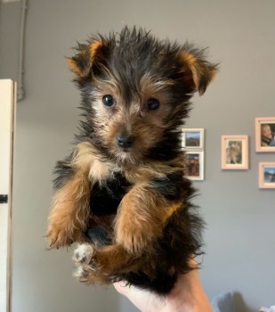 Lovely Yorkshire Terrier puppy for sale 