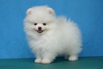 i have two pomeranain puppies for sale.