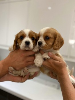  Cavalier King Charles Puppies.