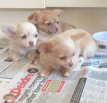  Chihuahua Puppies