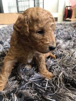 toy poodle Puppies