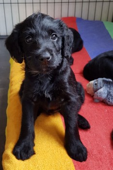 Labradoodle Puppy for Re-homing for sale
