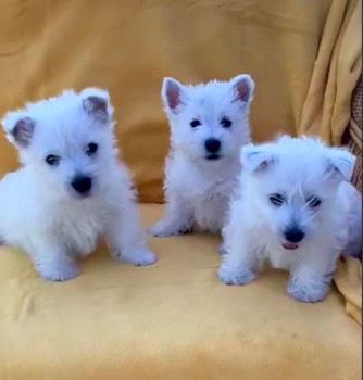  West Highland White Terrier Puppies