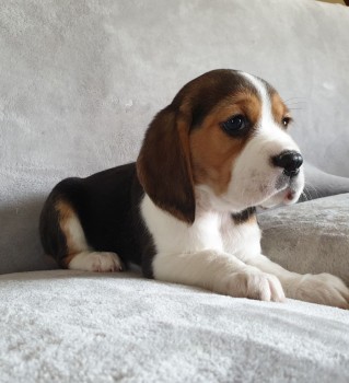Home raised Beagle Puppies