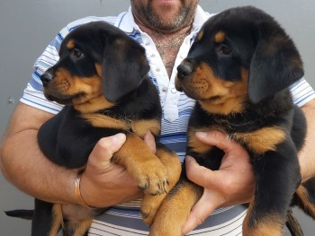  German Rottweiler Puppies