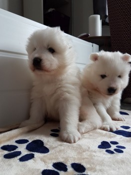  Samoyed Puppies