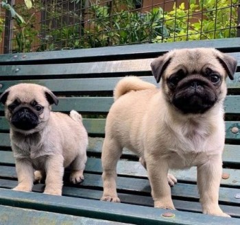 Cute and Adorable Pug