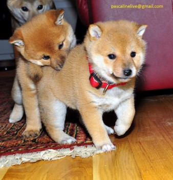 Adorable Shiba Inu Puppies Available For