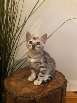 Bengal kittens puppies for adoption 