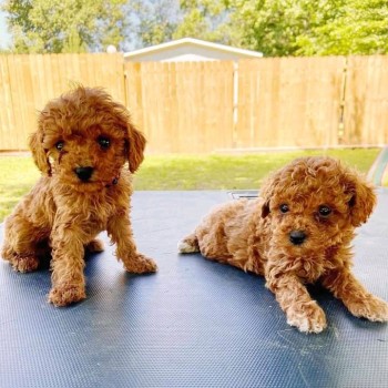  Toy Poodle puppies for sale 