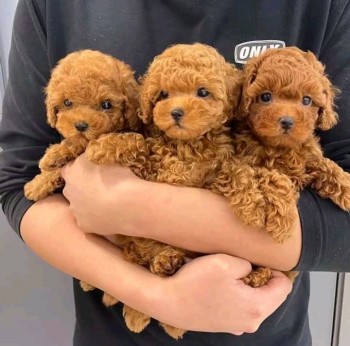 Toy Poodle puppies for sale 