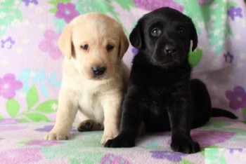 Kc Registered Labrador Pups