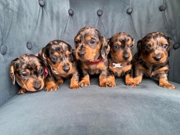 Kc Registered Dachshund puppies