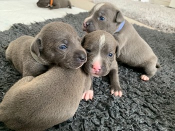 *only 5 Staffy Pups Left*