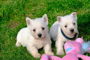 West Highland White Pups