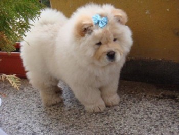 Puppies Chow Chow